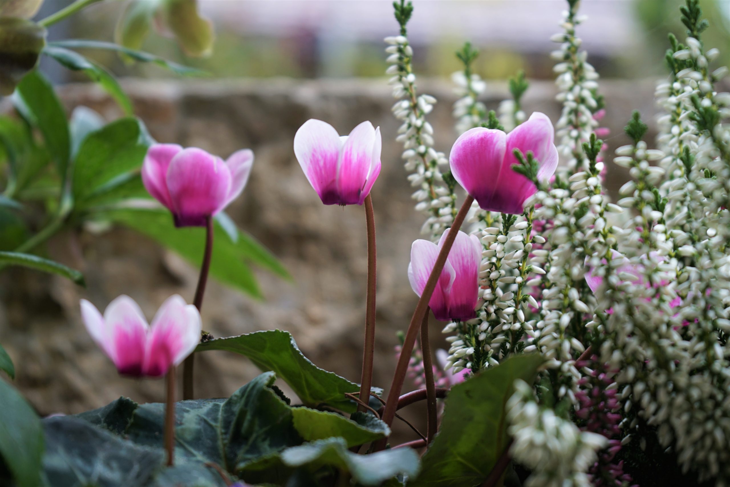 cyclamen copieDSC04507
