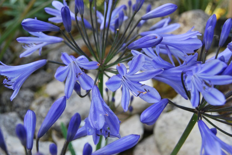 Agapanthes