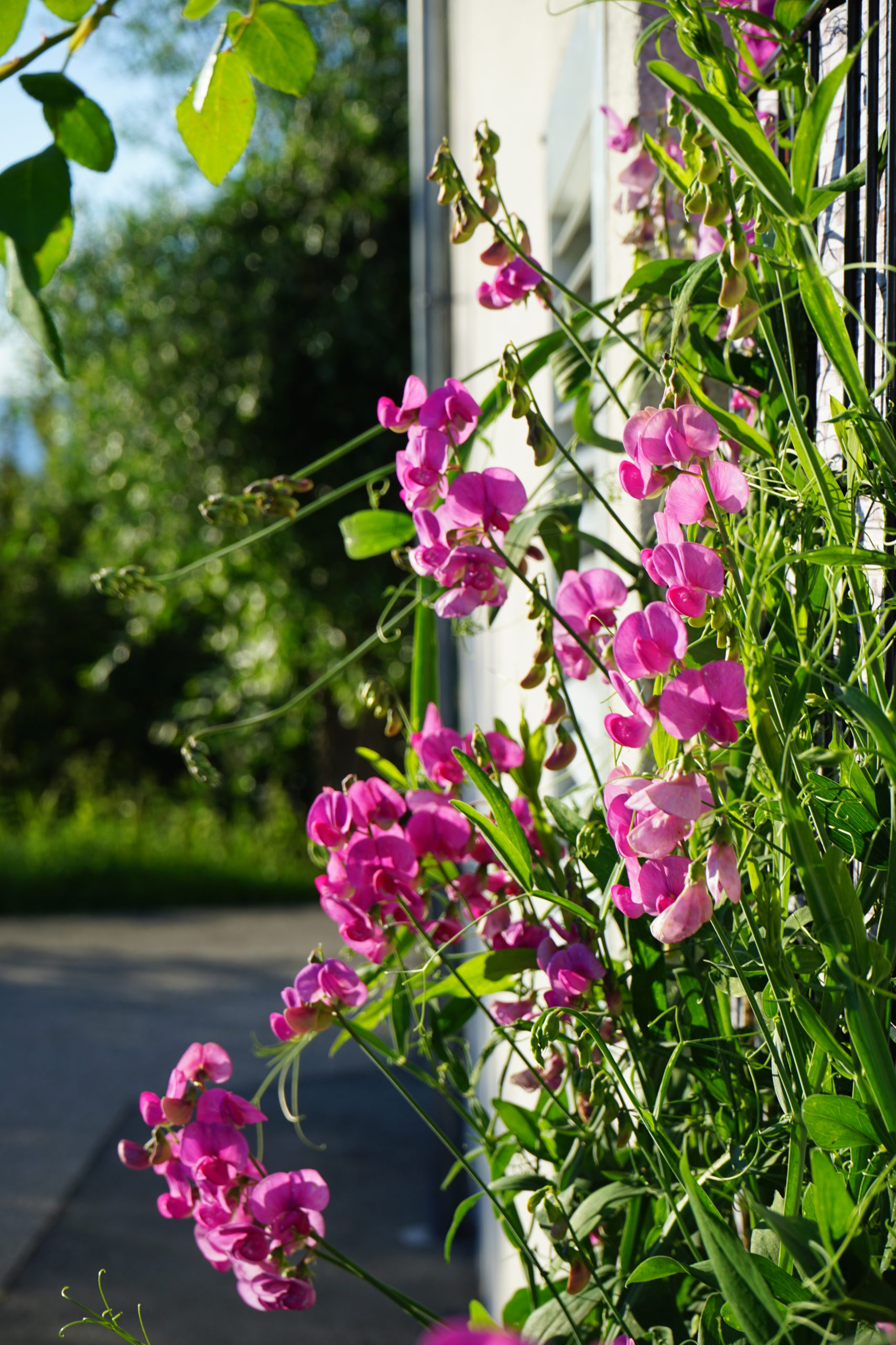 aa