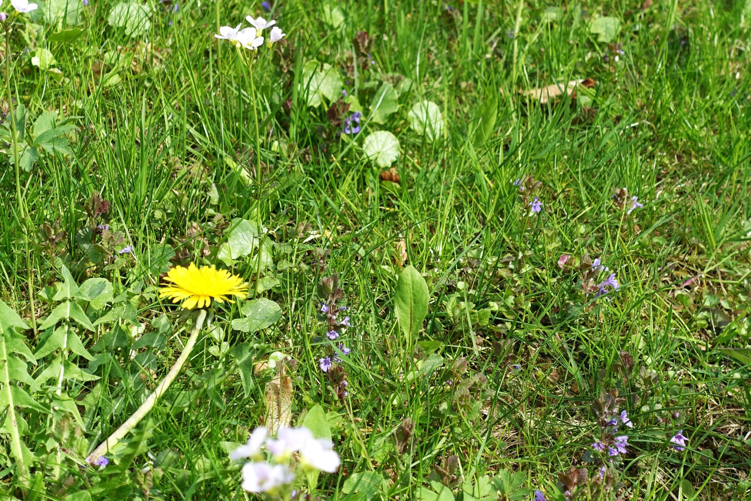 biodiversité4